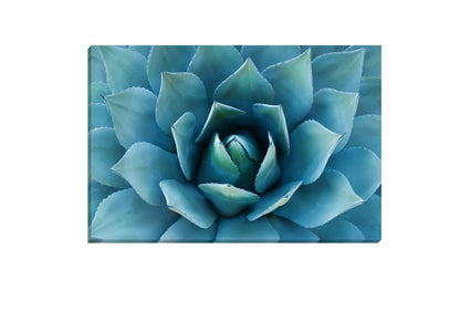 Succulent | Canvas Wall Art Print