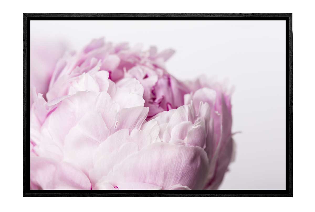 Powder Pink Peony Bloom | Canvas Wall Art Print