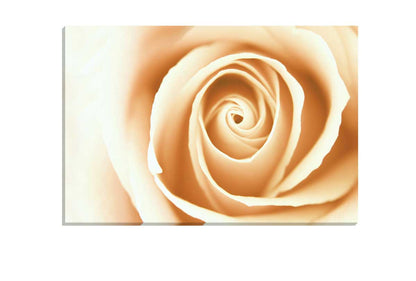 Sepia Rosebud | Canvas Wall Art Print