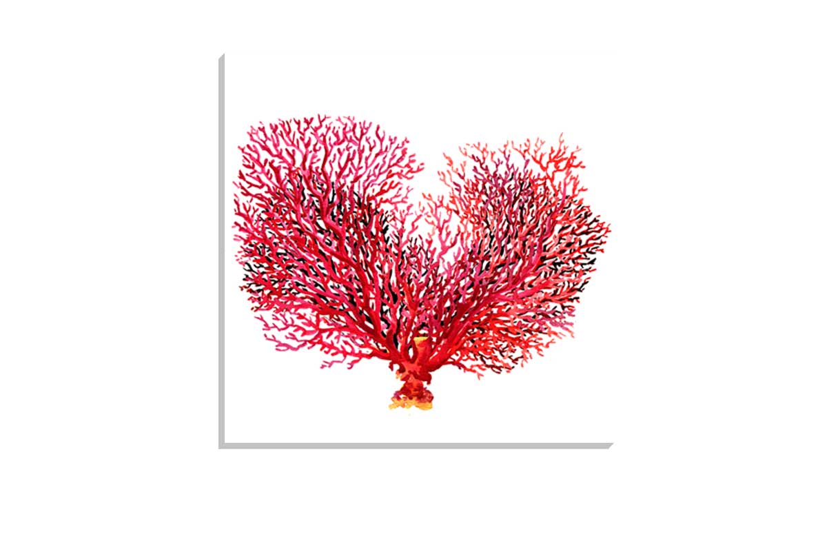 Red Fan Coral | Canvas Wall Art Print