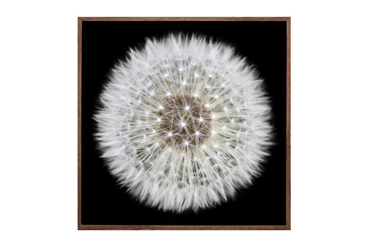 Dandelion Black Background | Canvas Wall Art Print