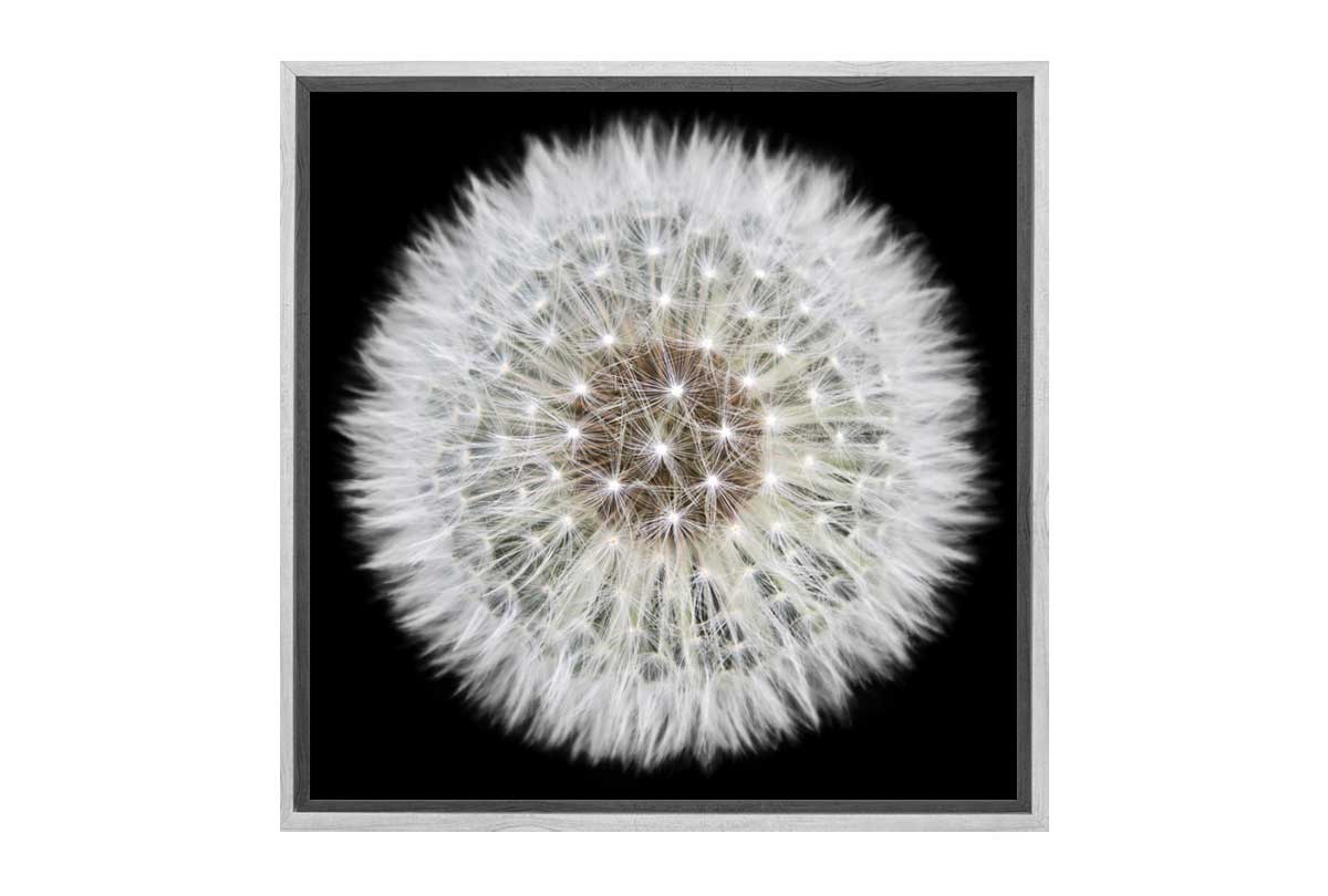 Get Canvas For a Stunning Dandelion Black Background Wall Art – Final Touch  Decor