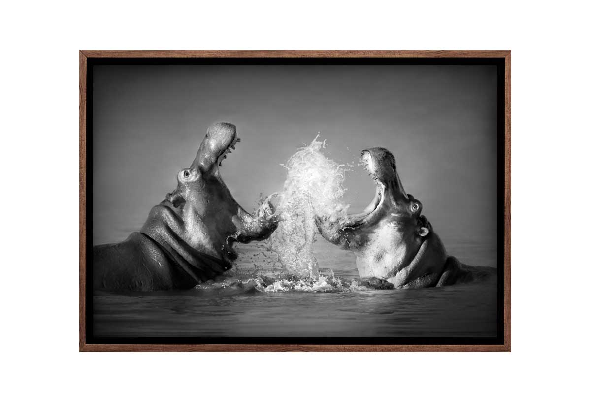 Hippo Rumble | Canvas Wall Art Print