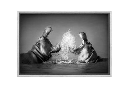 Hippo Rumble | Canvas Wall Art Print