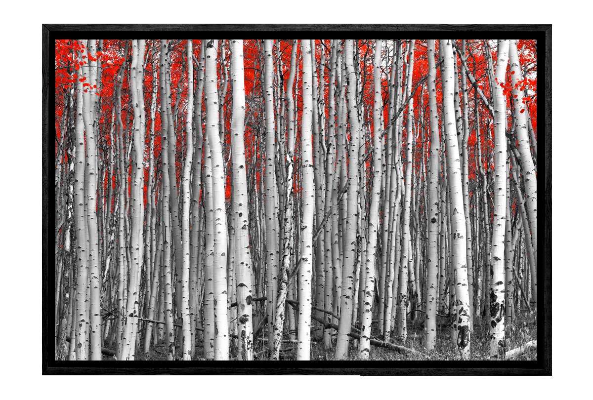 Birch Forest | Canvas Wall Art Print