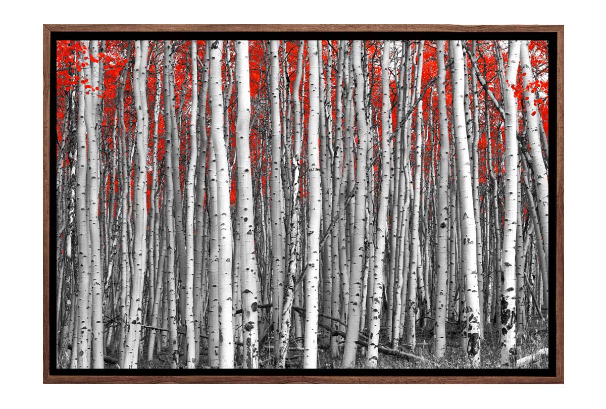 Birch Forest | Canvas Wall Art Print