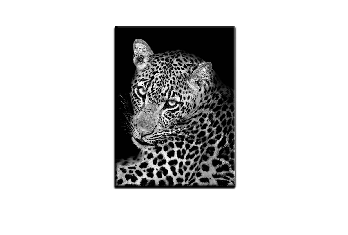 Cheetah Portrait | Animal Canvas Wall Art Print