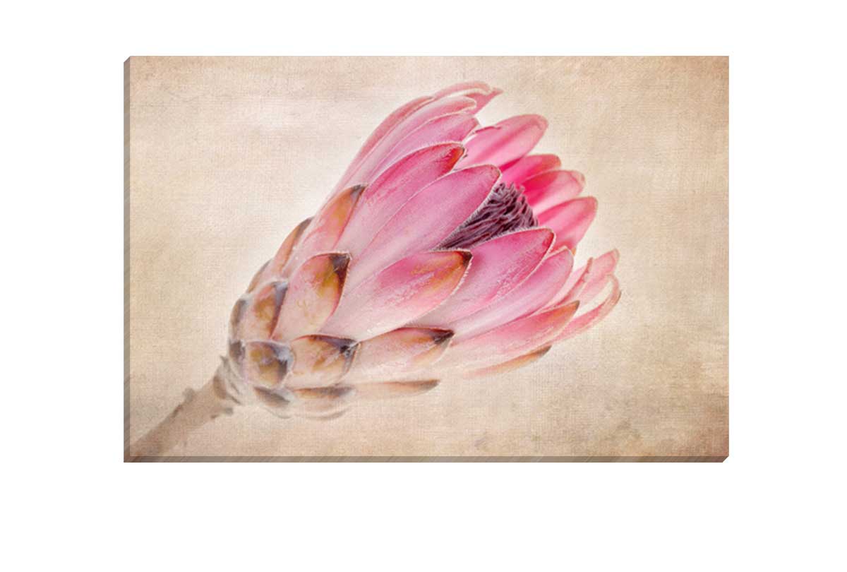 Pink Protea | Wall Art Print