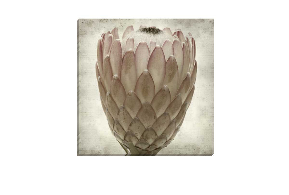 Sepia Protea | Canvas Wall Art Print