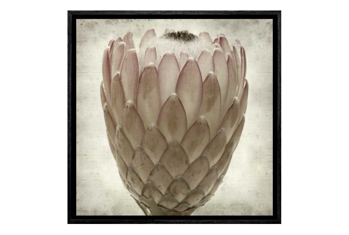 Sepia Protea | Canvas Wall Art Print