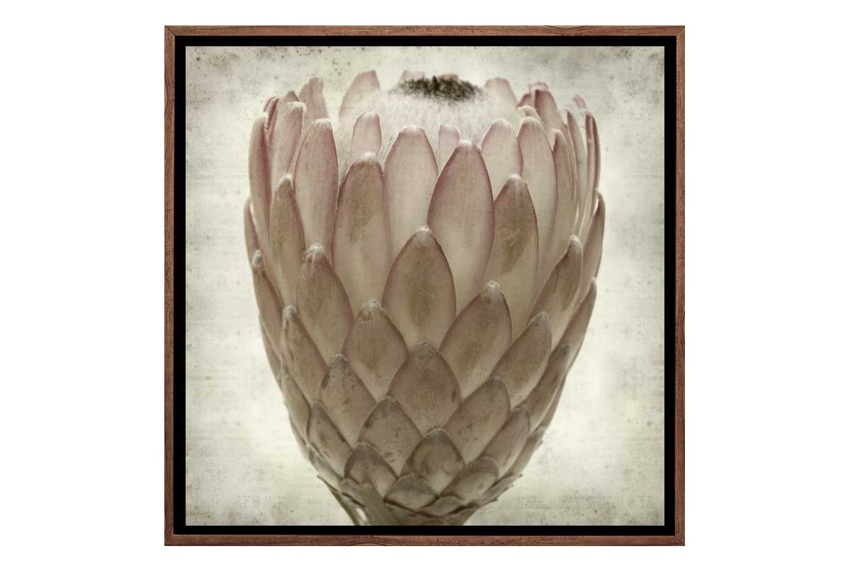 Sepia Protea | Canvas Wall Art Print