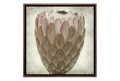 Sepia Protea | Canvas Wall Art Print