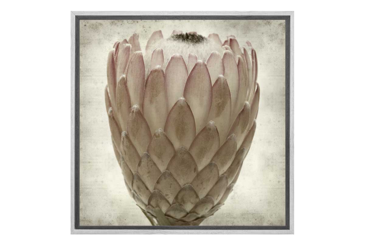 Sepia Protea | Canvas Wall Art Print