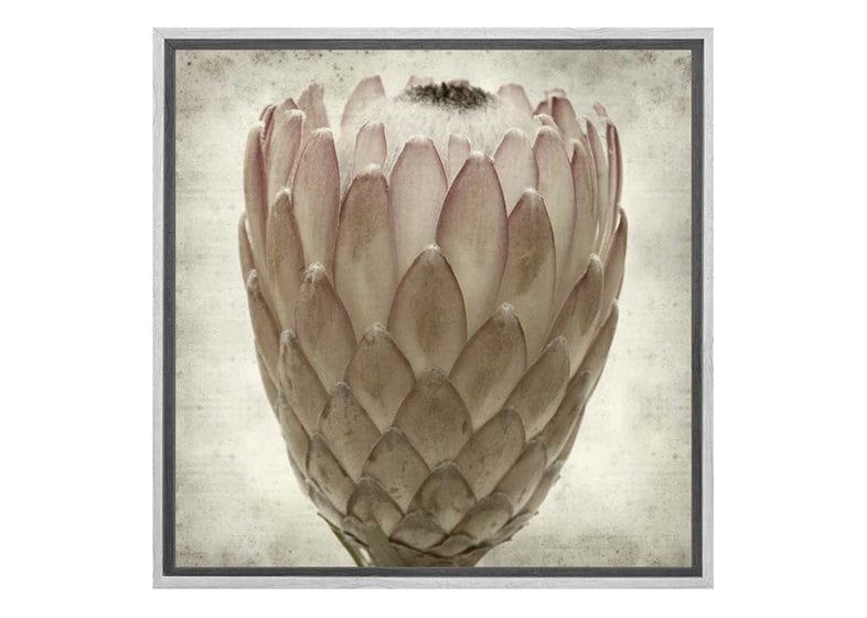 Sepia Protea | Canvas Wall Art Print