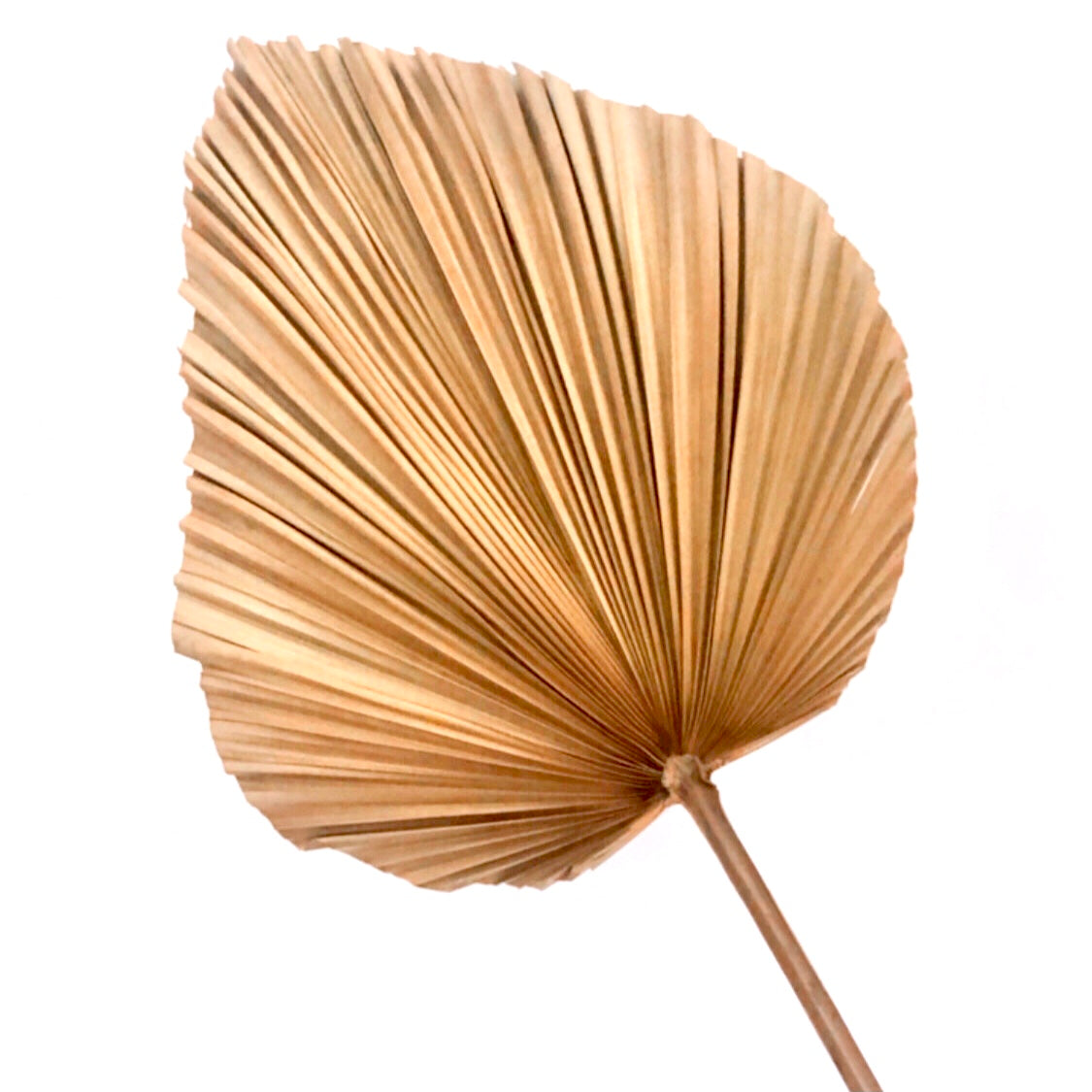 Large Palm Leaf Natural Dried | Final Touch Decor